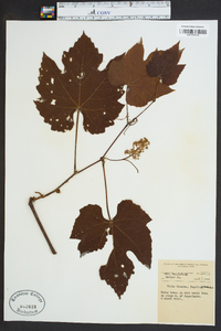 Vitis cinerea image