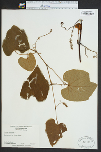 Vitis labrusca image