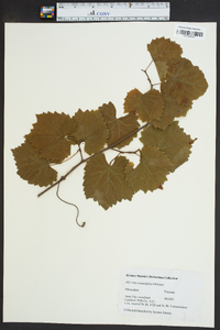 Vitis rotundifolia image