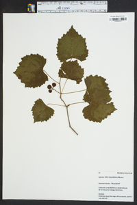 Vitis rotundifolia image