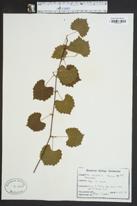 Vitis rotundifolia image