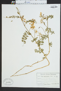 Vicia caroliniana image