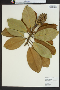 Magnolia grandiflora image