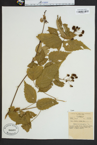 Rubus canadensis image