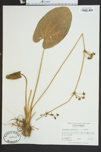 Echinodorus cordifolius image