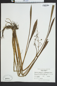 Sagittaria graminea image