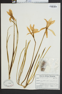 Zephyranthes atamasca image