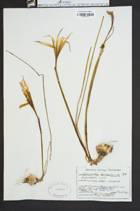 Zephyranthes atamasca image