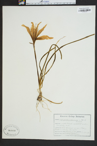 Zephyranthes atamasca image