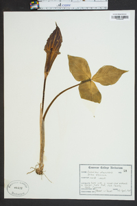 Arisaema atrorubens image