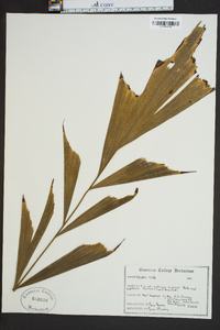 Caryota mitis image