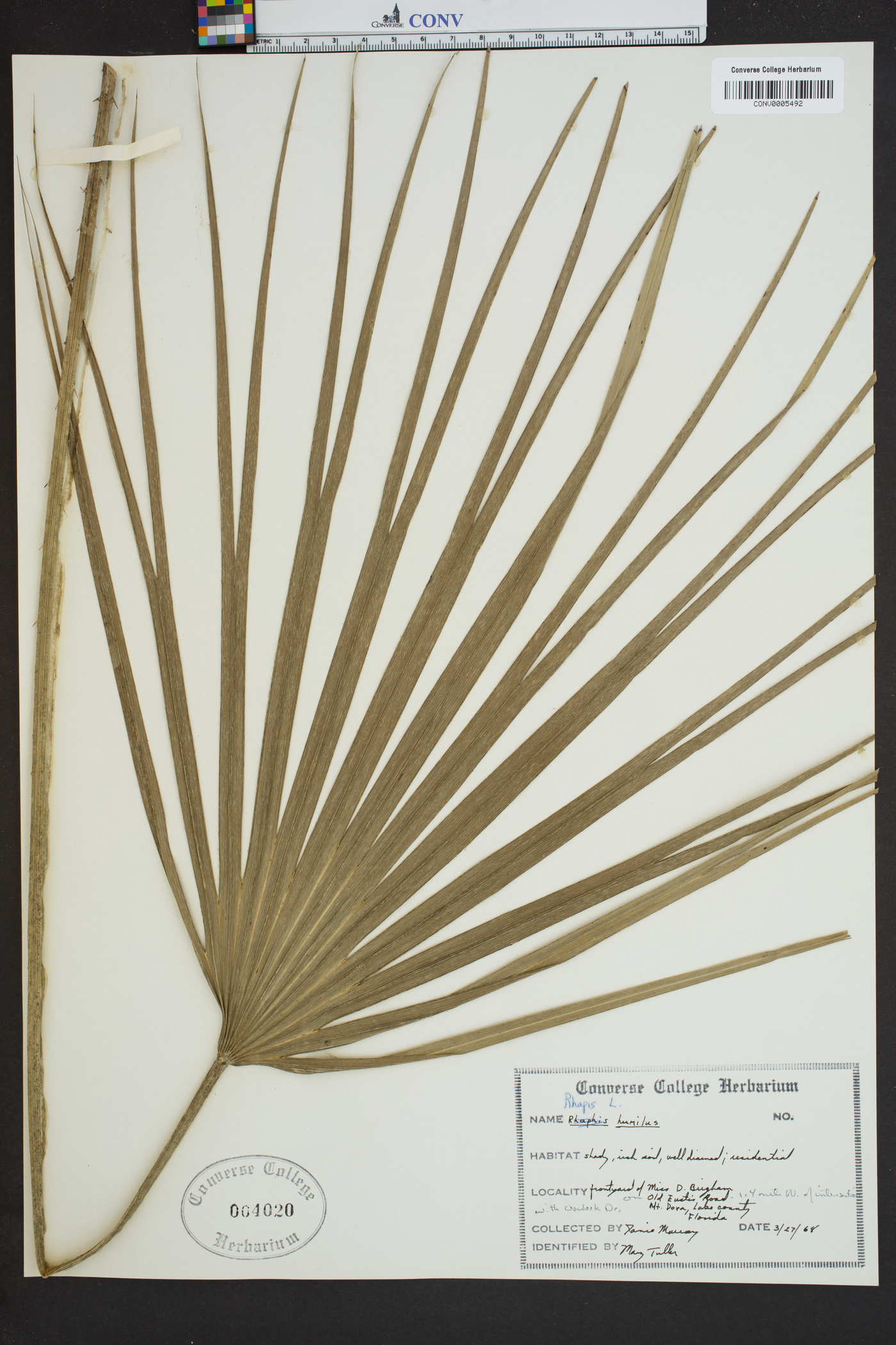 Rhapis humilis image