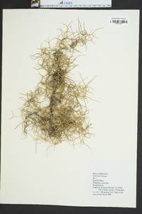 Tillandsia usneoides image