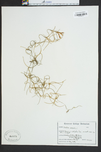 Tillandsia usneoides image