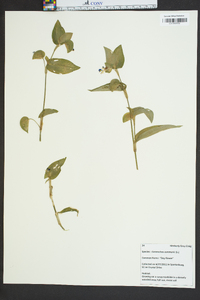 Commelina communis image