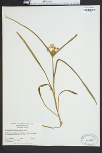 Tradescantia hirsuticaulis image