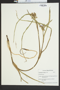 Tradescantia ohiensis image