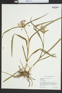 Tradescantia roseolens image