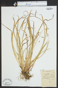 Carex austrocaroliniana image