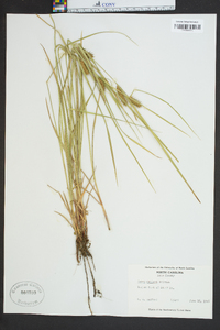 Carex baileyi image