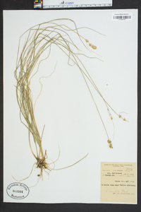 Carex convoluta image