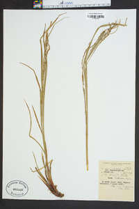 Carex flexuosa image