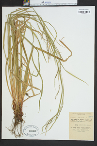 Carex flexuosa image