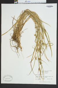 Carex grisea image