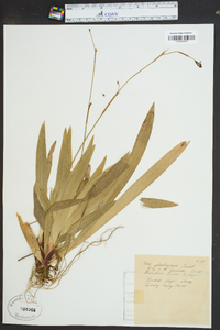 Carex plantaginea image