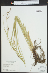 Carex oxylepis image