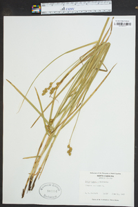 Carex normalis image