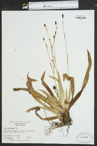 Carex plantaginea image