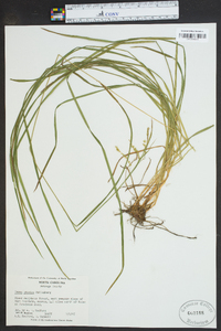 Carex prasina image