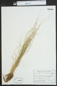 Carex radiata image