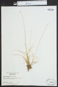 Carex retroflexa image