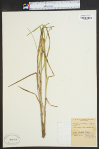 Carex ruthii image