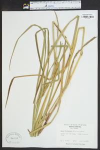 Carex trichocarpa image