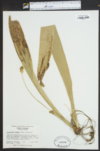 Carex fraseriana image