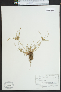 Cyperus filiculmis image