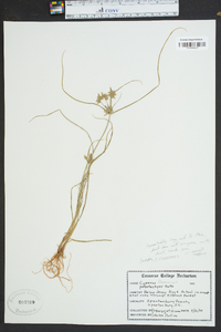 Cyperus flavescens image