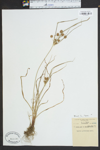 Cyperus globulosus image