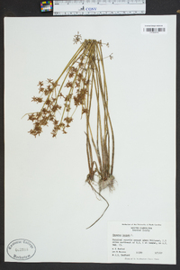 Cyperus haspan image