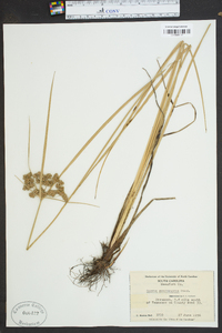 Cyperus pseudovegetus image