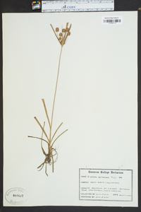 Cyperus retrorsus image