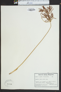 Cyperus rotundus image