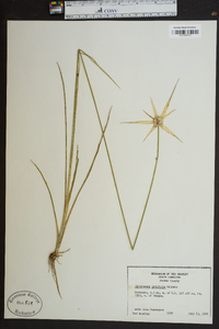 Dichromena latifolia image