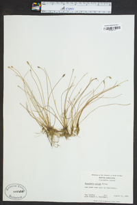 Eleocharis albida image