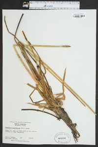 Eleocharis equisetoides image