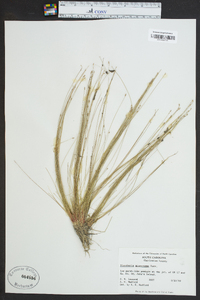 Eleocharis microcarpa image