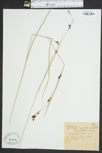 Rhynchospora capitellata image